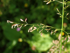 Poa angustifolia