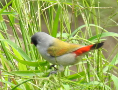 Coccopygia melanotis