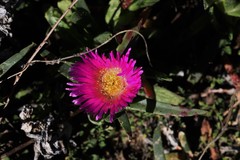 Carpobrotus glaucescens