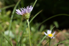 Erigeron glacialis glacialis