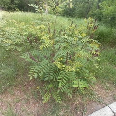 Amorpha fruticosa