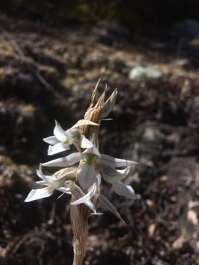Deiregyne tenorioi
