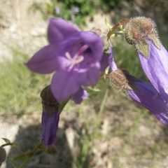 Campanula komarovii