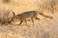 Vulpes chama