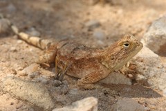 Agama anchietae