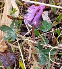 Corydalis pauciflora