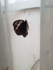 Lepidoptera
