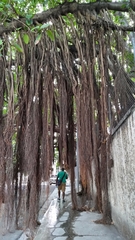 Ficus