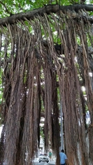 Ficus