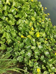 Caltha sibirica