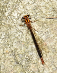 Pseudagrion furcigerum
