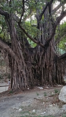 Ficus