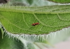 Scaphytopius