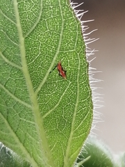 Scaphytopius