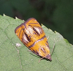 Olethreutes arcuella