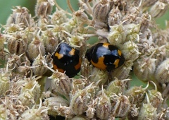 Ceratomegilla alpina