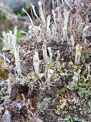 Cladonia sulphurina