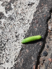 Orthosia incerta