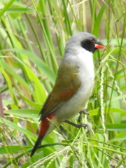 Coccopygia melanotis