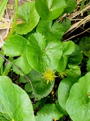 Caltha sibirica