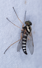 Chrysopilus ornatus
