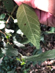 Acalypha nemorum