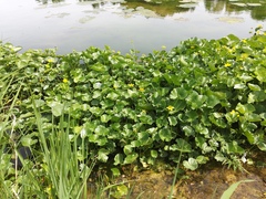 Caltha sibirica