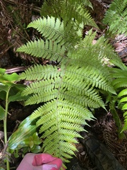 Dryopteris rubiginosa