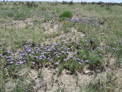 Glandularia wrightii