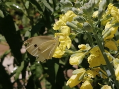 Pieris rapae rapae