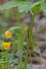 Arisaema amurense