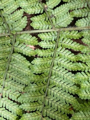 Dryopteris rubiginosa