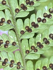 Dryopteris rubiginosa