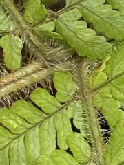 Dryopteris rubiginosa