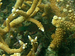 Pseudocheilinus hexataenia