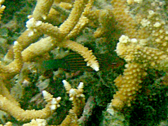 Pseudocheilinus hexataenia