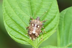 Eocanthecona concinna