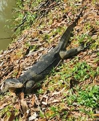 Varanus salvator macromaculatus