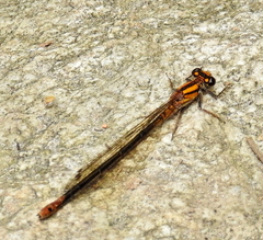 Pseudagrion furcigerum