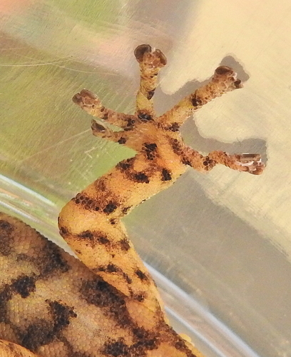 Marbled Leaf-toed Gecko, photo 6 of 10