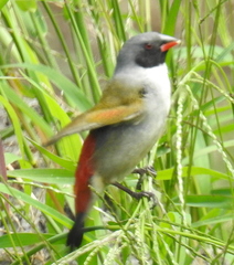 Coccopygia melanotis