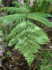 Diplazium sandwichianum