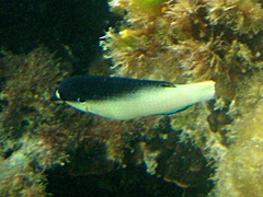 Anampses neoguinaicus