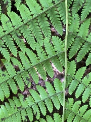 Diplazium sandwichianum