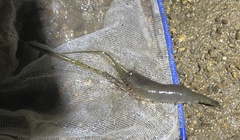 Macrobrachium equidens