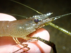 Macrobrachium equidens