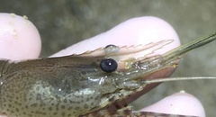 Macrobrachium equidens