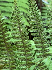 Diplazium sandwichianum
