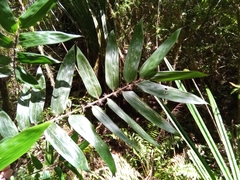 Decaryochloa diadelpha