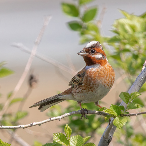 Pine Bunting